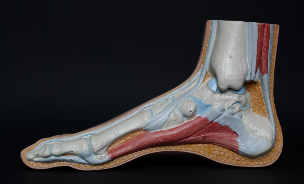 achilles tendon injuries